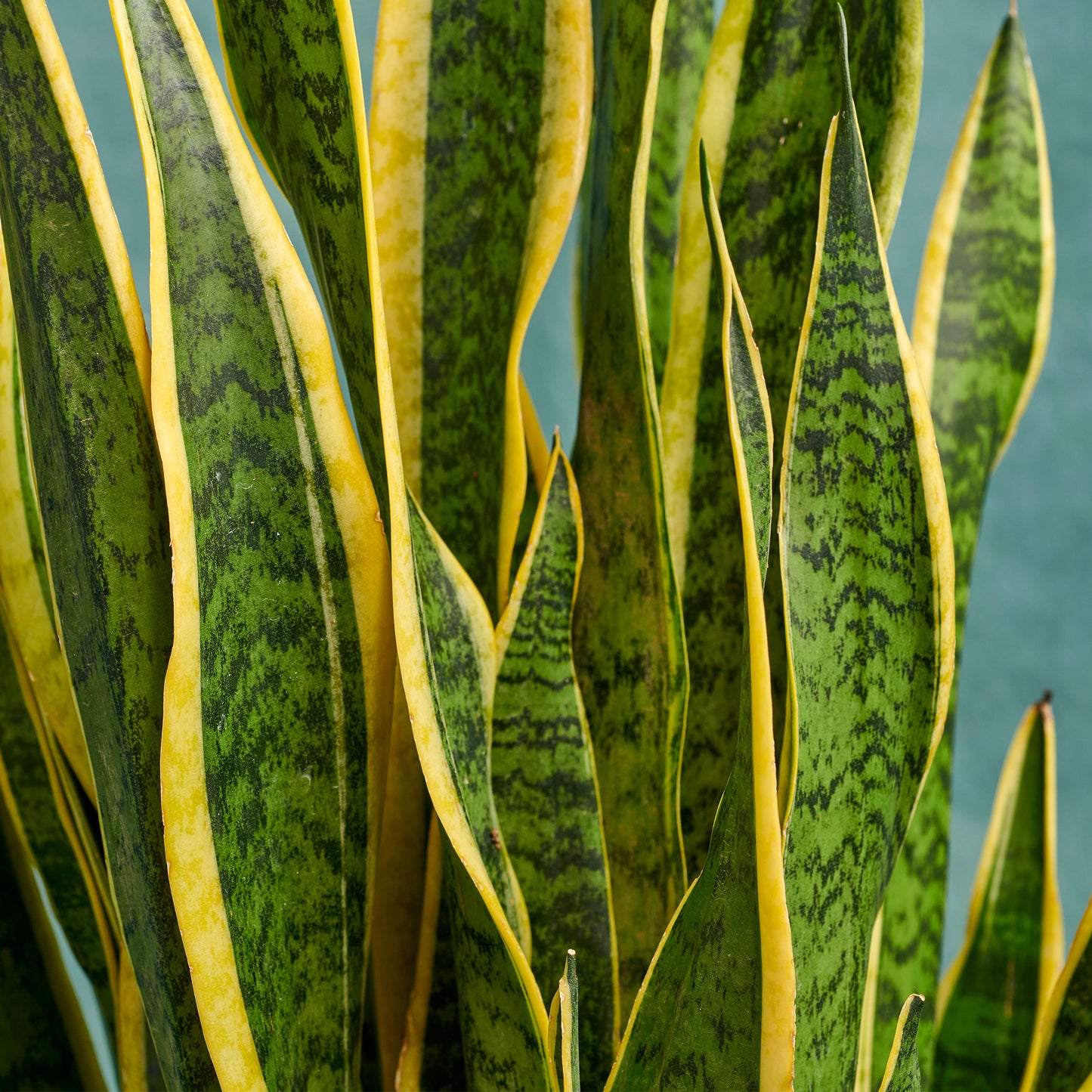 Snake Plant