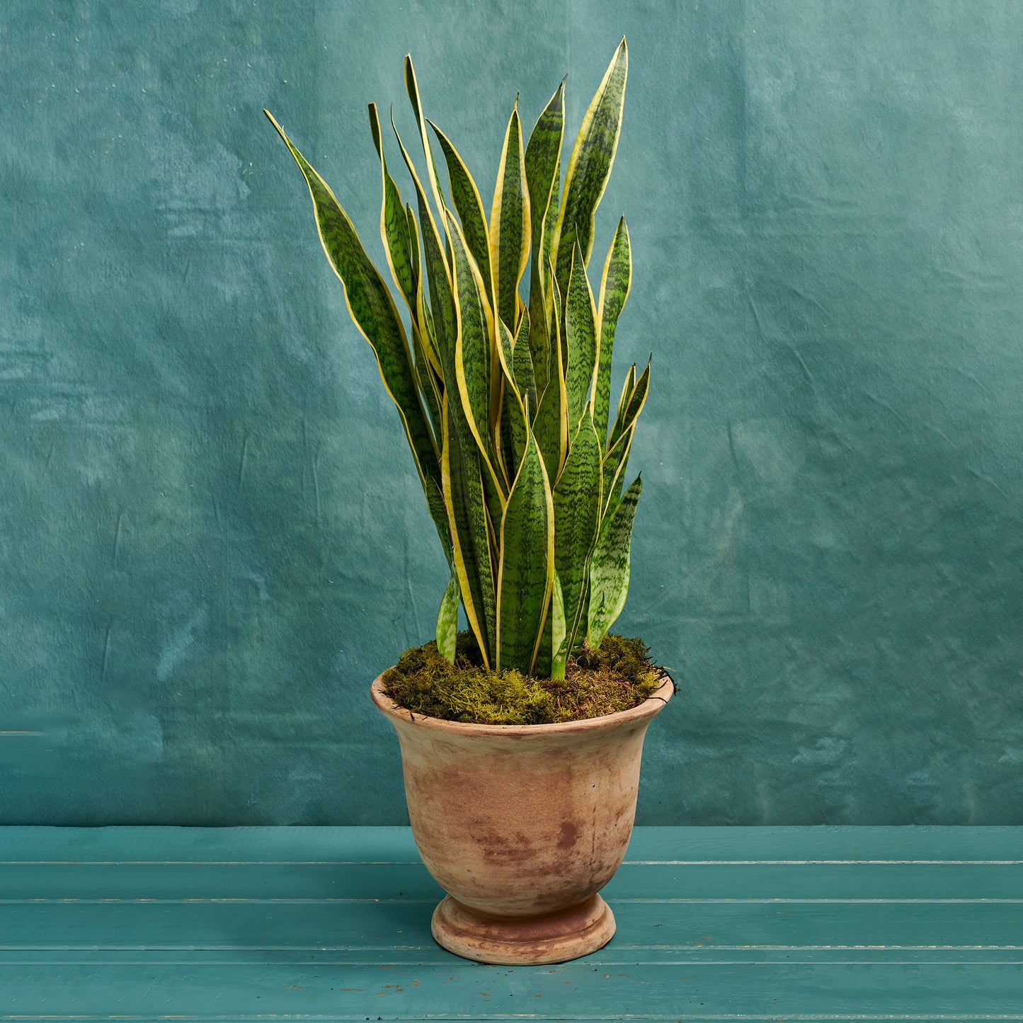 Snake Plant