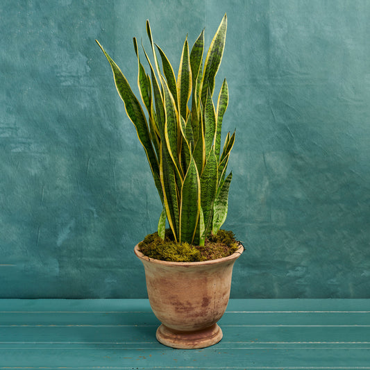 Snake Plant