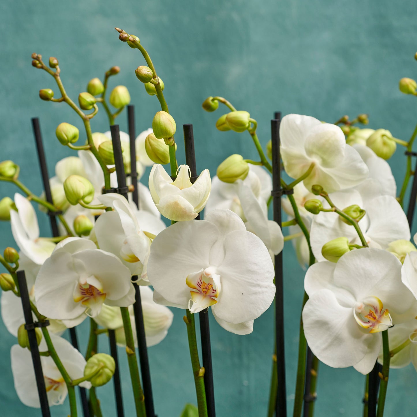 Orchid Set
