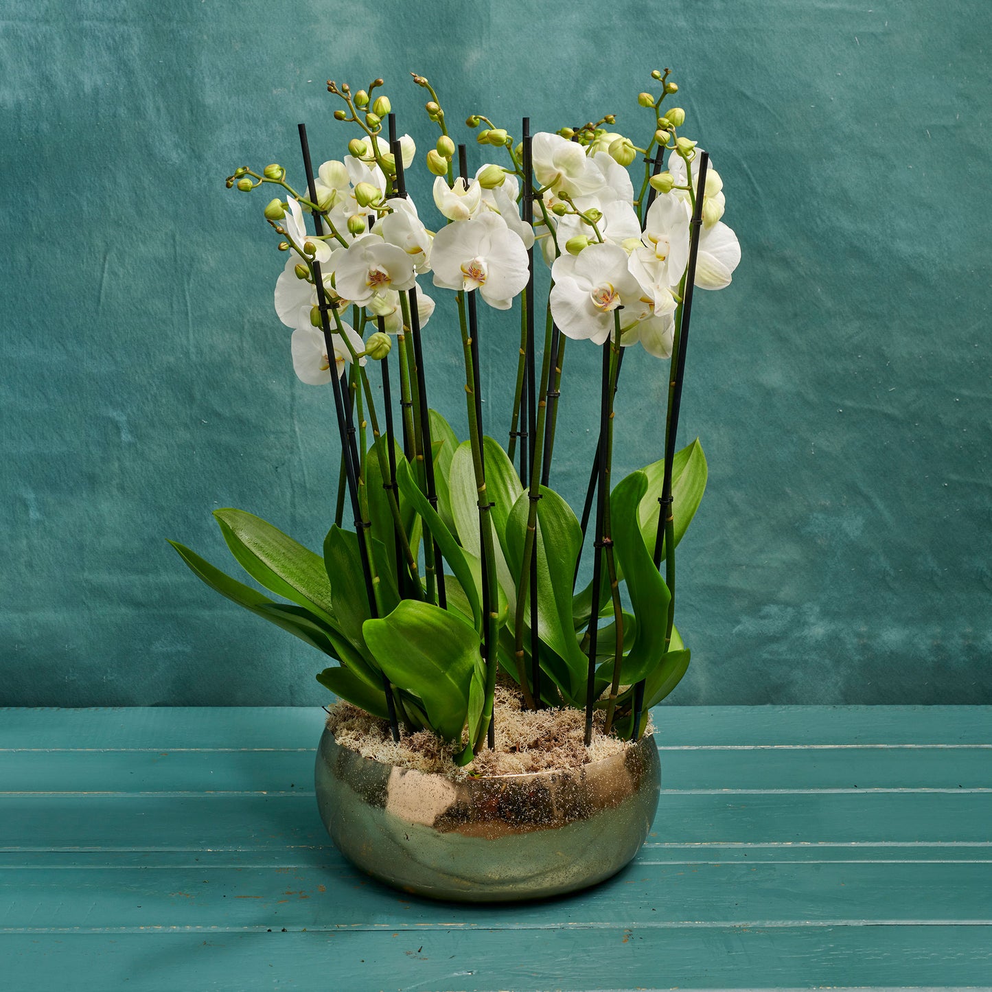 Orchid Set