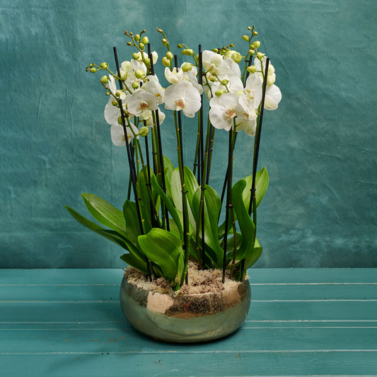Orchid Set