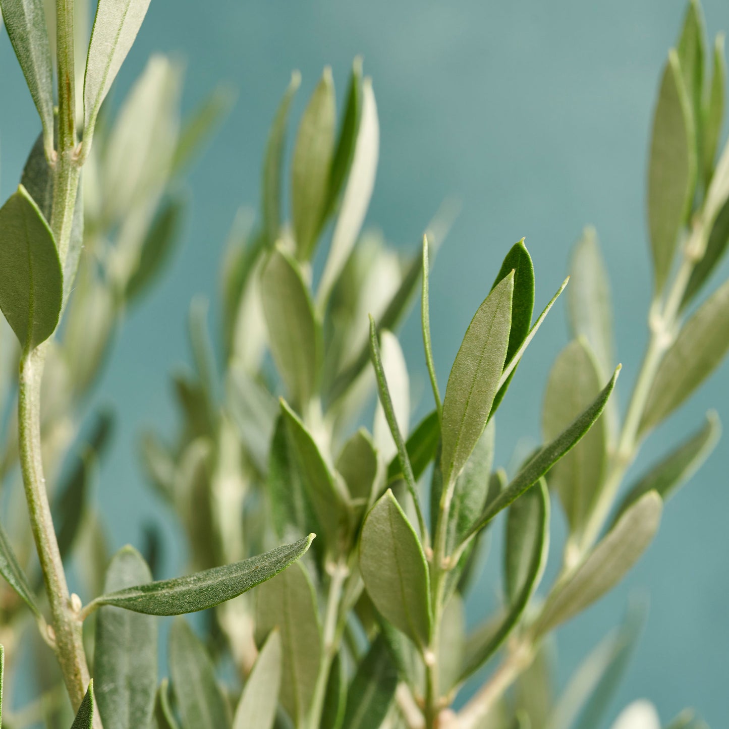 Olive Tree