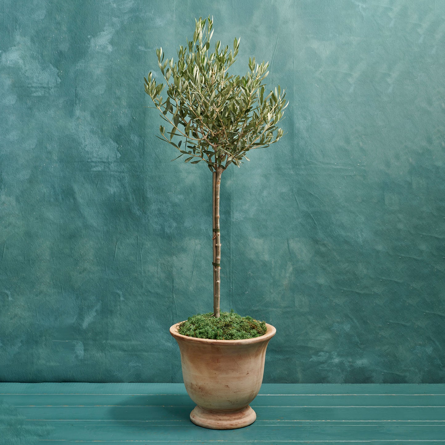 Olive Tree