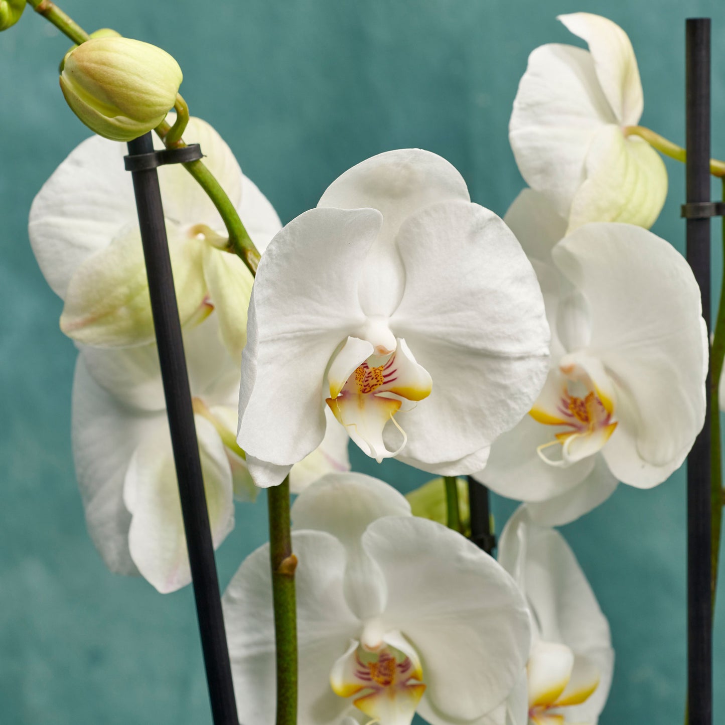 White Orchid