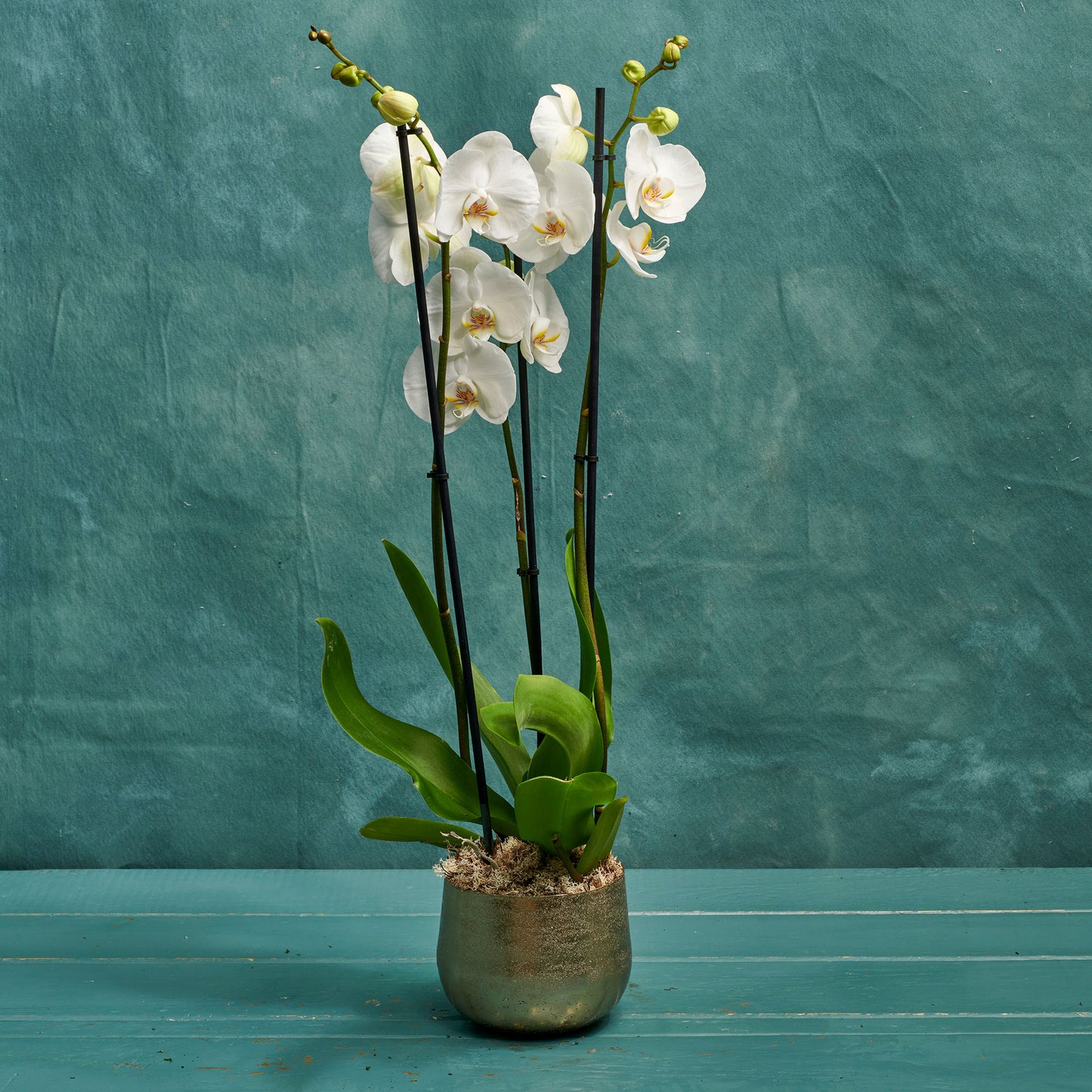 White Orchid