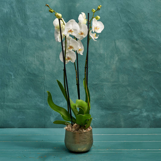 White Orchid