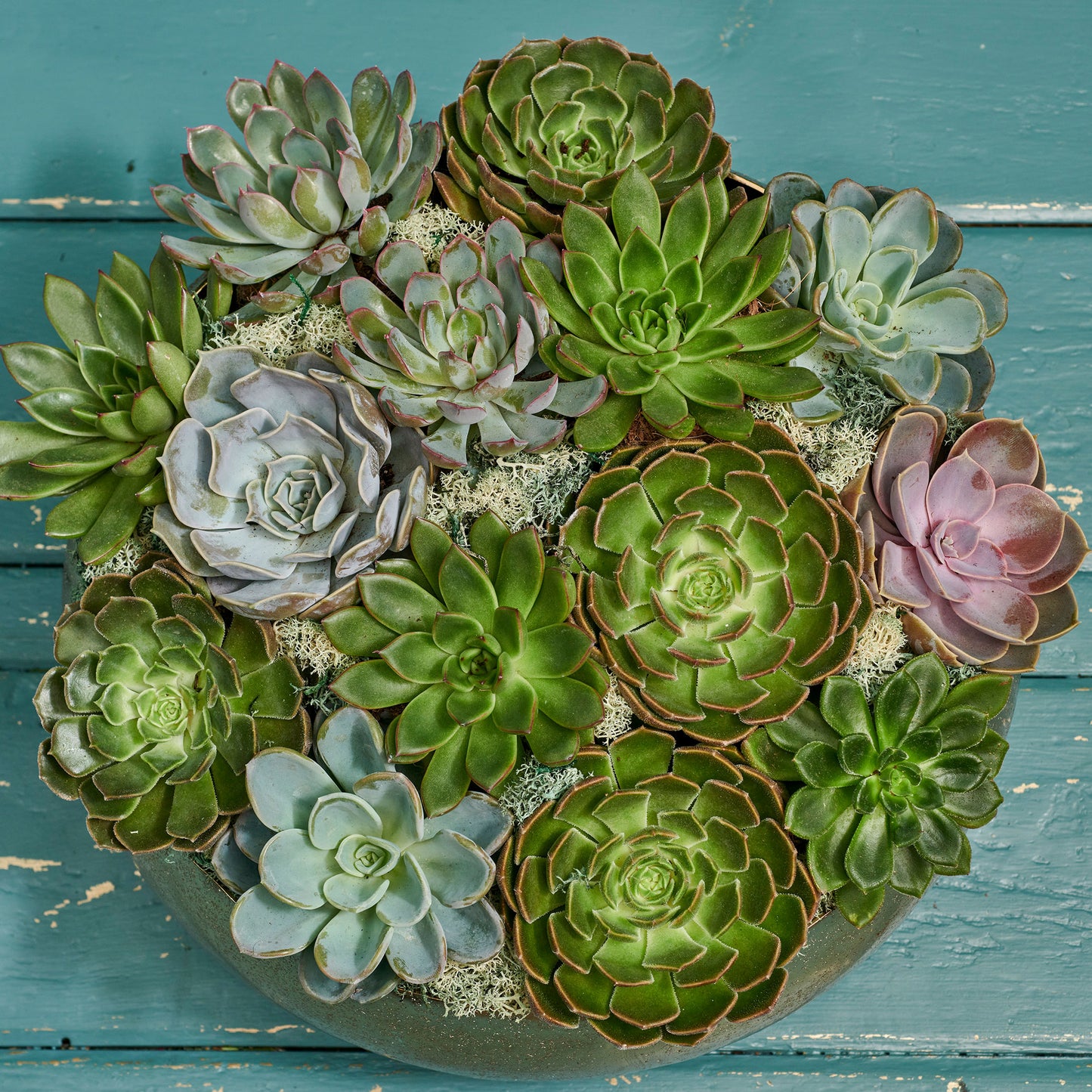 Succulent Set