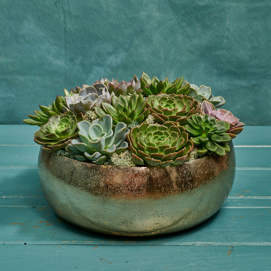 Succulent Set