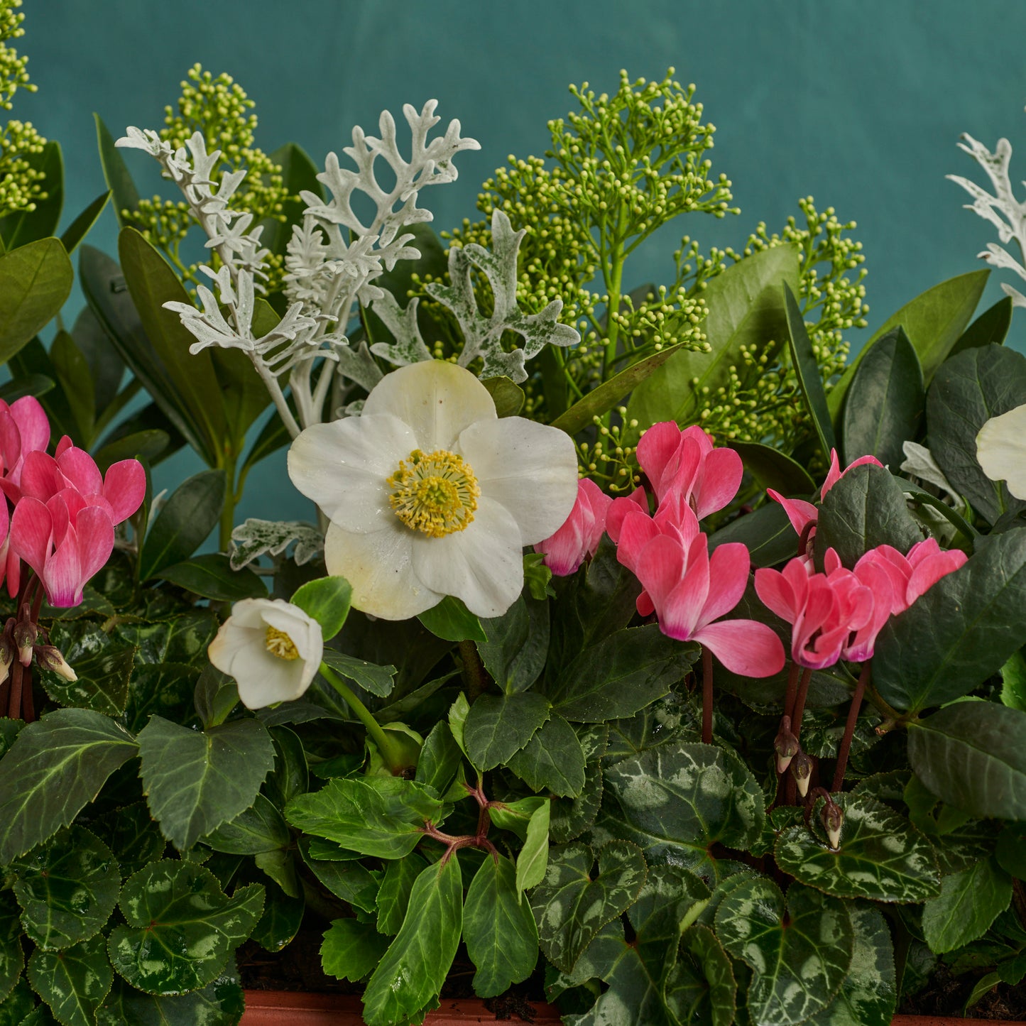 Window Box - Winter Pink