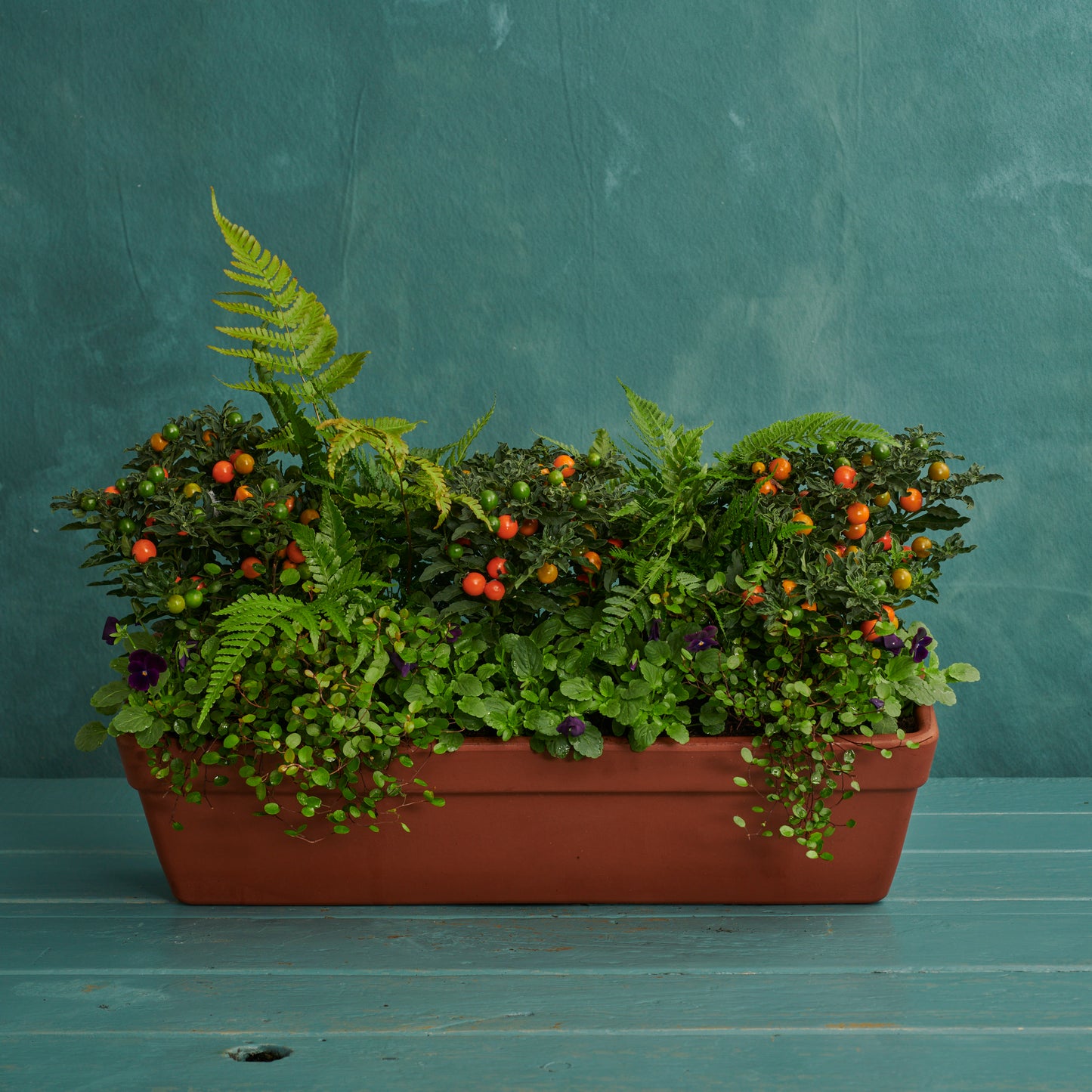 Window Box - Christmas Cherry