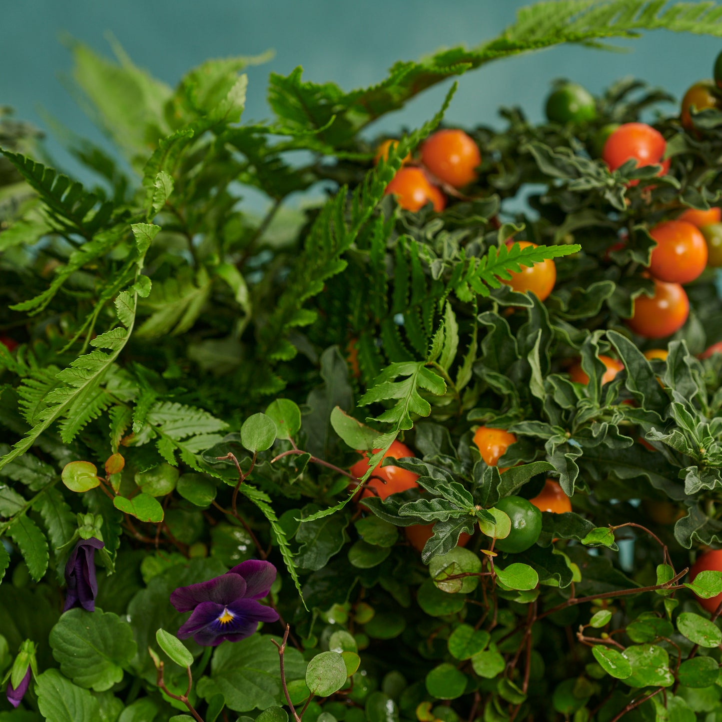 Window Box - Christmas Cherry