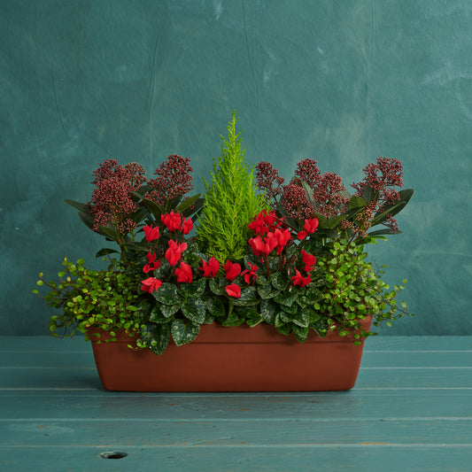 Window Box - Crimson Carol