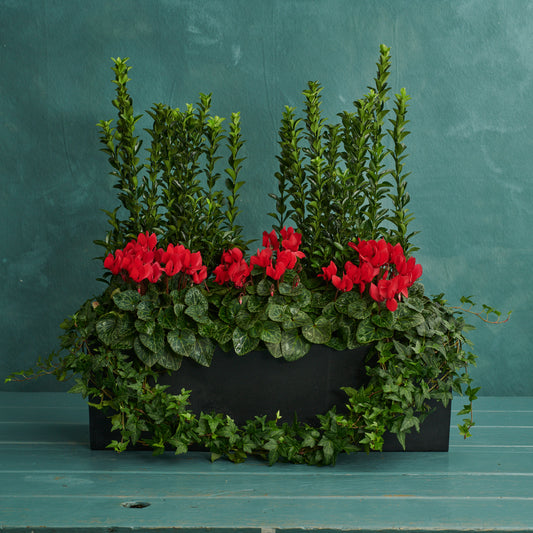 Window Box - Green Envy