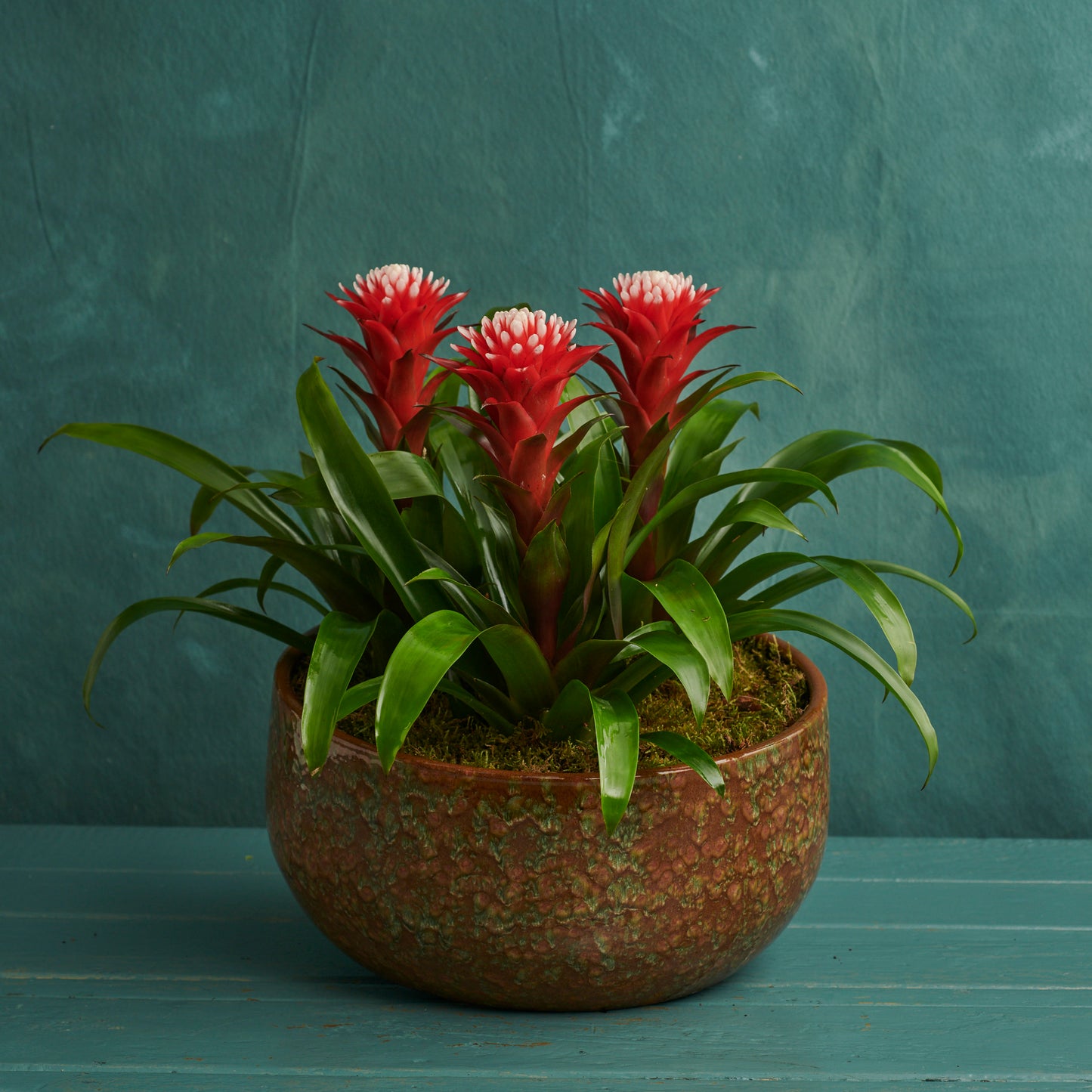 Guzmania Conifera