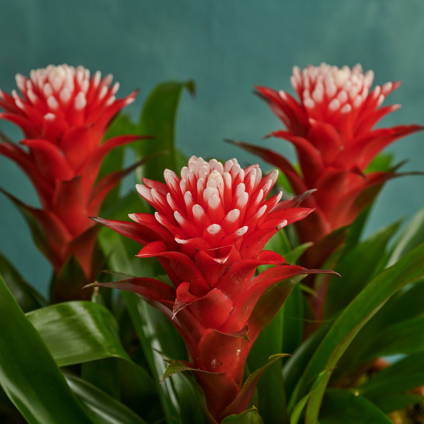 Guzmania Conifera