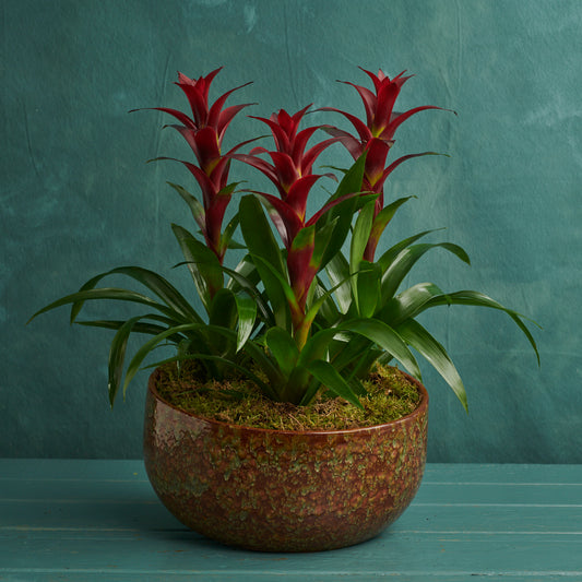 Guzmania Lingulata