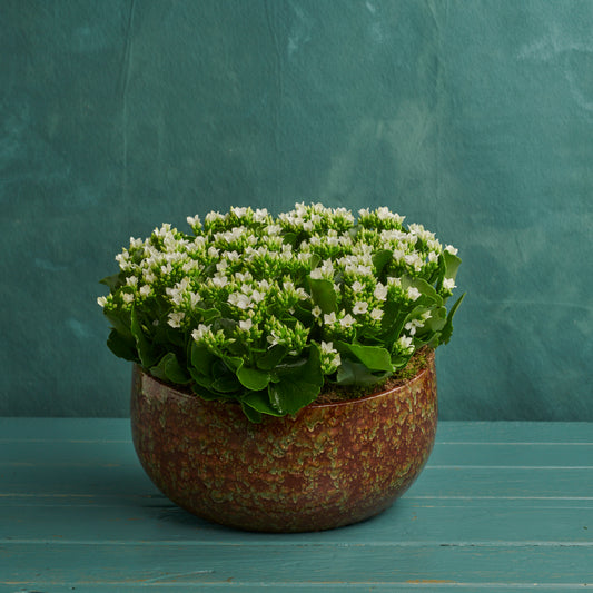 White Kalanchoe