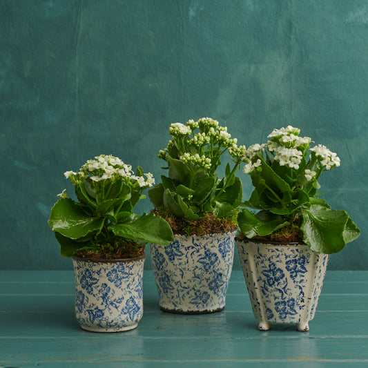 White Kalanchoe Trio