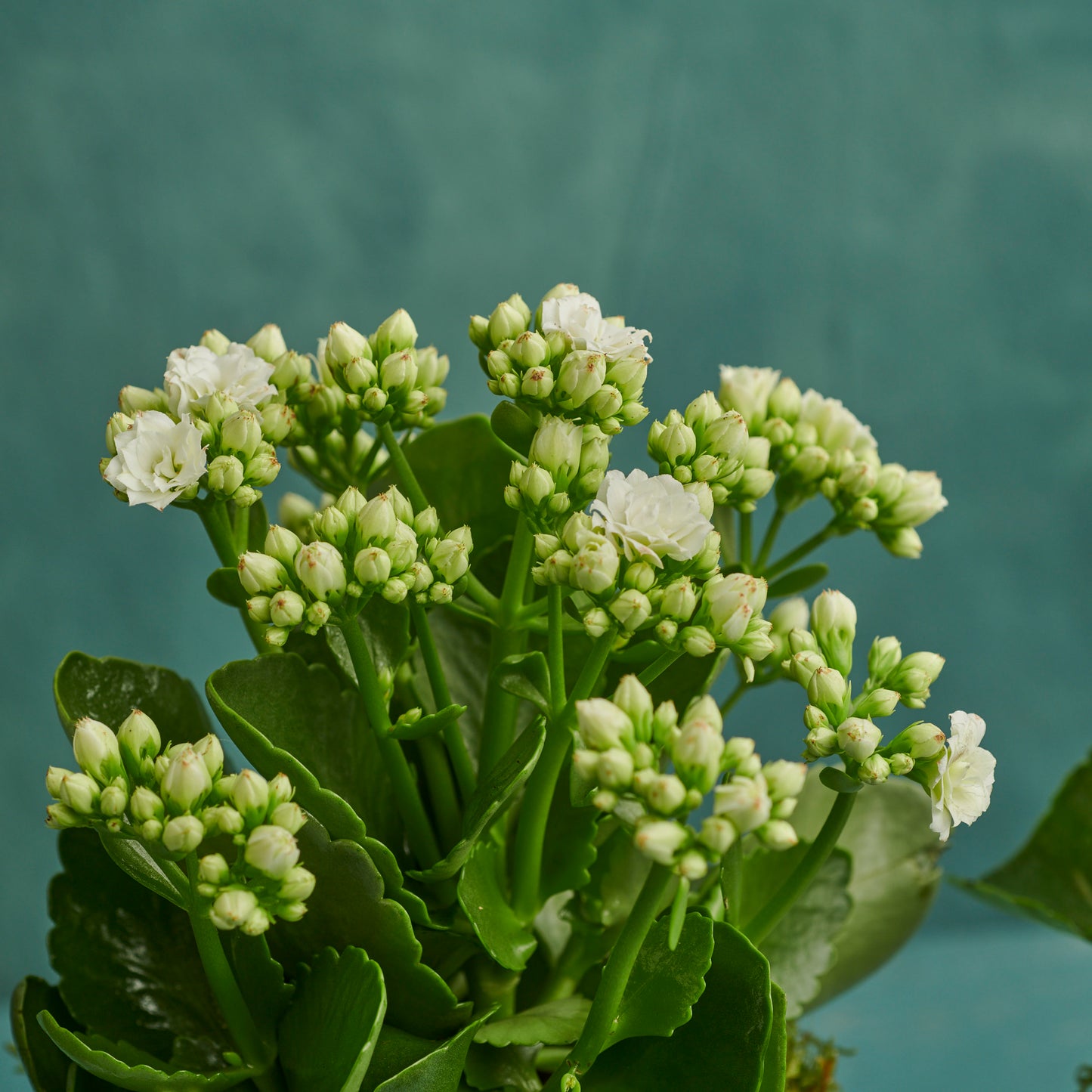 White Kalanchoe Trio