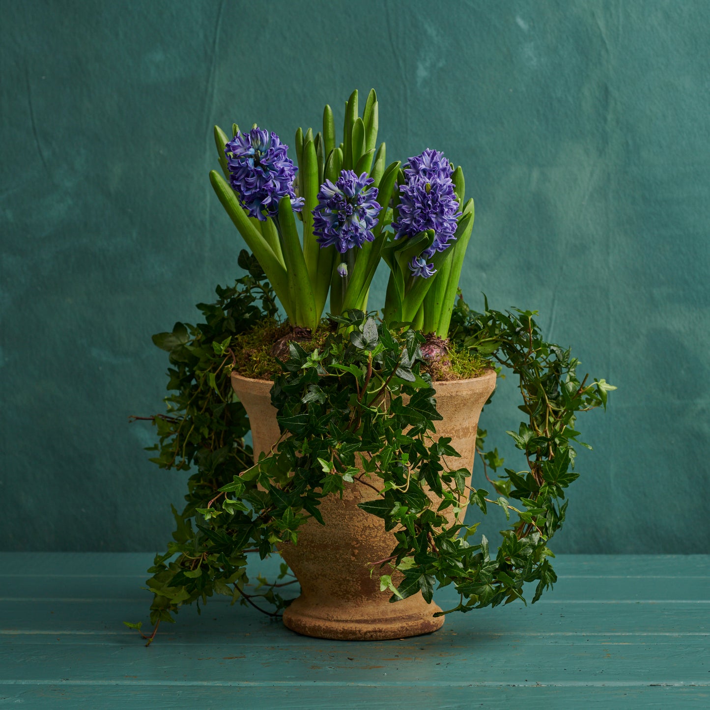 Purple Hyacinths with Ivy