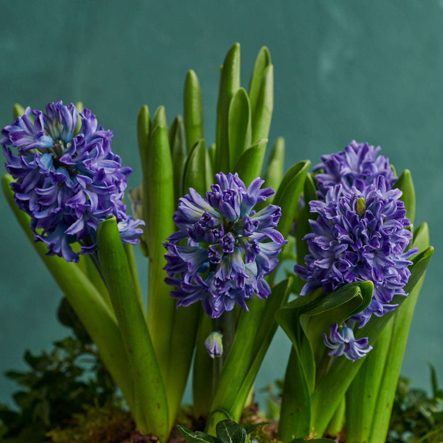 Purple Hyacinths with Ivy