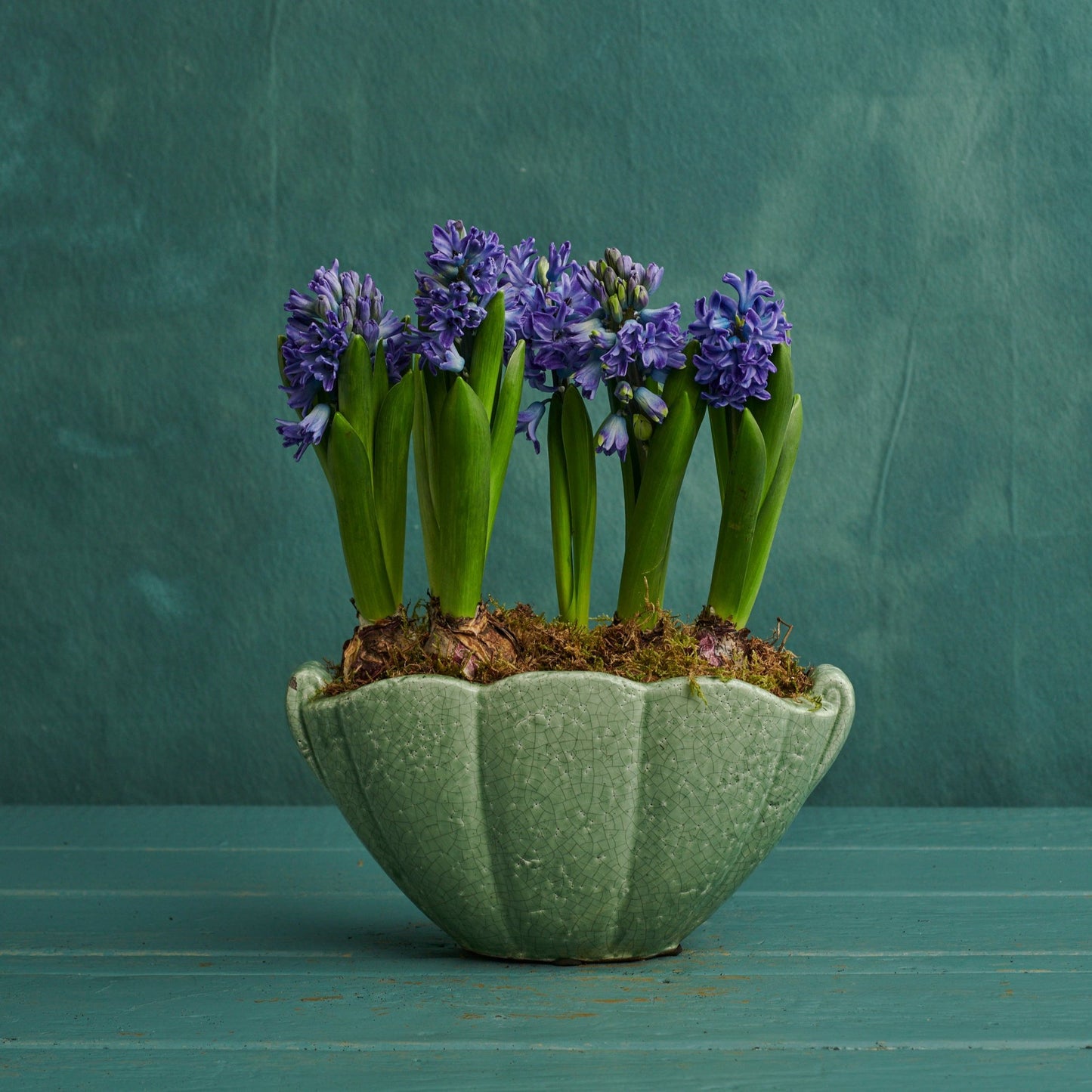 Purple Hyacinths