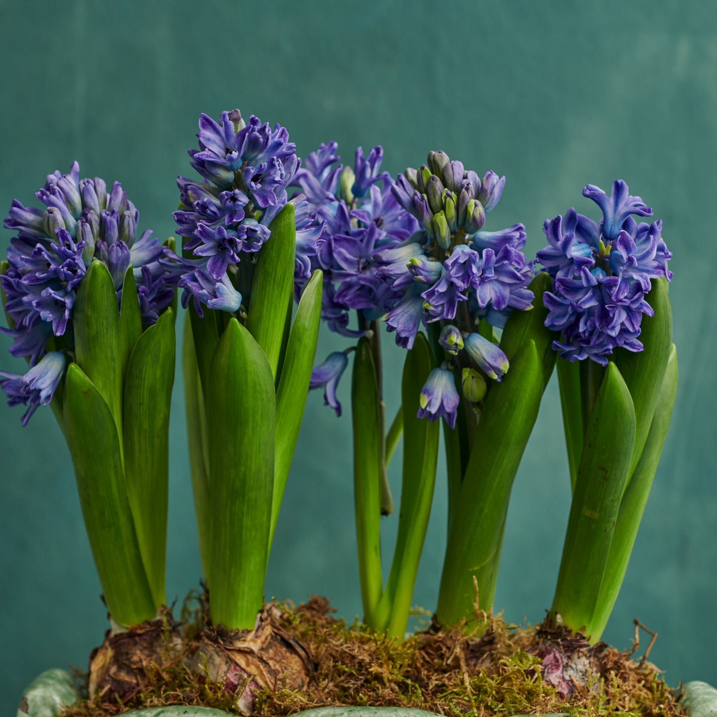 Purple Hyacinths